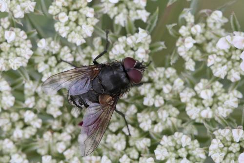 Pollenia sp.